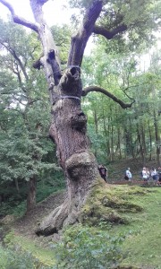 La Quercia di Oldřich, albero alto 30 metri, di 8 di circonferenza, stimato antico mille anni e situato nella cittadina di Peruc vicino a Praga. Deve il suo nome a una leggenda dell’11° secolo che vide la quercia testimone dell’amore tra il duca di Boemia Oldřich e una contadina: frutto dell’amore fu il duca Bretislaus, l’Achille di Boemia. Sotto la quercia millenaria lo Slavic Circle, insieme alle comunità presenti, ha celebrato una cerimonia in onore di Perun, la principale divinità del pantheon slavo (il nostro Iuppiter)